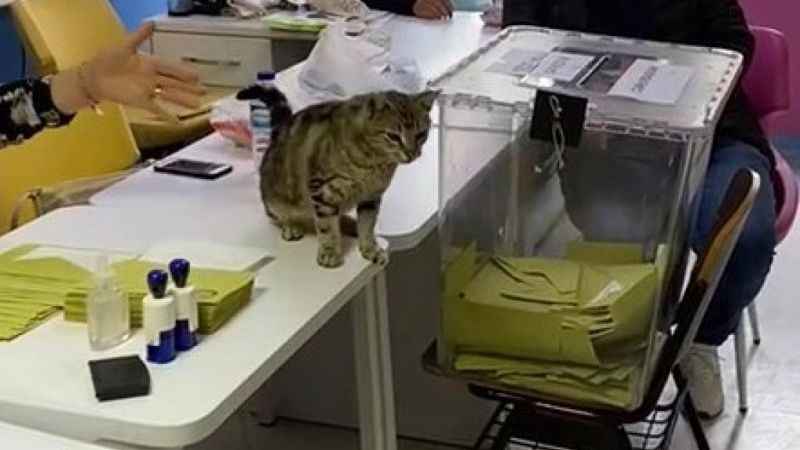 Oy sandığının başında davetsiz kedi Oy sandığının başında davetsiz kedi