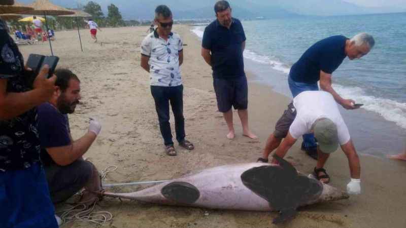 Kuşadası’nda iki yunus karaya vurdu Kuşadası’nda iki yunus karaya vurdu