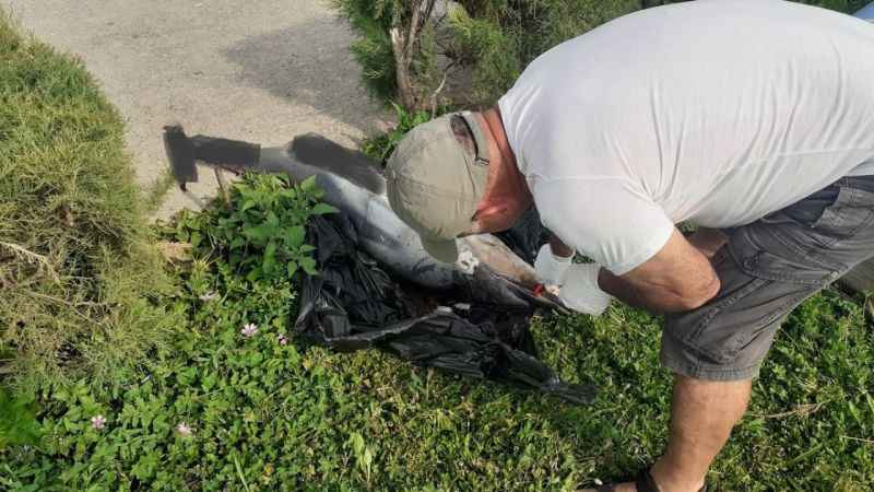 Kuşadası’nda iki yunus karaya vurdu Kuşadası’nda iki yunus karaya vurdu