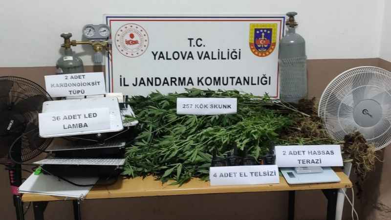 Evin bodrumuna uyuşturucu serası yaptılar