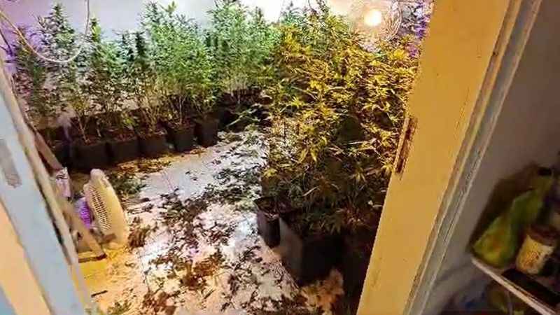 Evin bodrumuna uyuşturucu serası yaptılar Evin bodrumuna uyuşturucu serası yaptılar