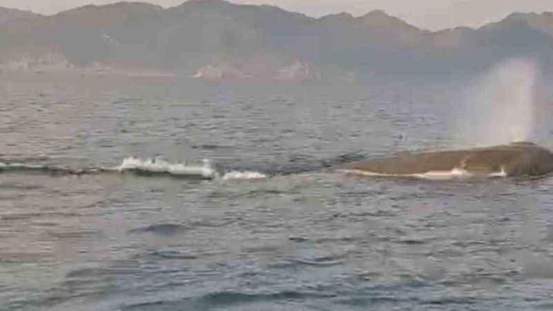 Marmaris açıklarındaki balina kameralara yansıdı Marmaris açıklarındaki balina kameralara yansıdı