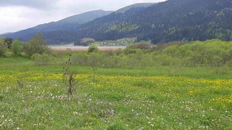 Abant Gölü Milli Parkı çiçek bahçesine döndü Abant Gölü Milli Parkı çiçek bahçesine döndü