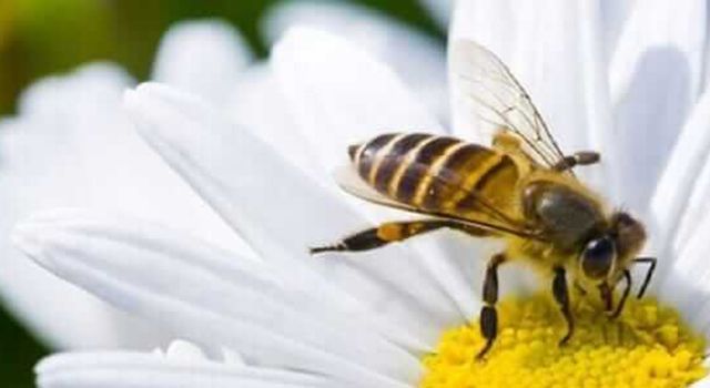 Arı Sokması Ölüme Neden Olur Mu?