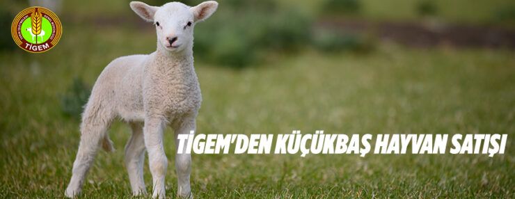 9 bin 750 baş reforme erkek kuzu ihaleyle satılacak