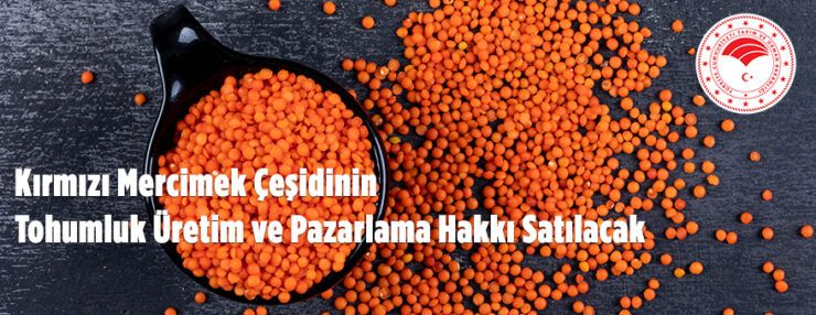 Şanlıbey Kırmızı Mercimek Çeşidine Ait Tohumluk Üretim ve Pazarlama Hakkı İhale İlanı