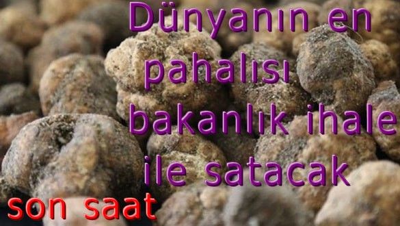 Dünyanın en pahalı mantarı! Ticaret Bakanlığı ihaleyle satacak: 1 milyon lira!