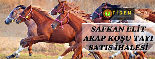 Safkan elit arap koşu tayı satışı yapılacaktır