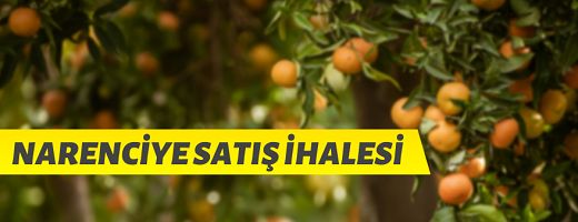 Boztepe Tarım İşletme Müdürlüğü narenciye satışı yapacak
