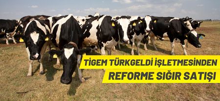 TİGEM Türkgeldi İşletmesi 141 adet reforme büyükbaş sığırı satışa çıkardı