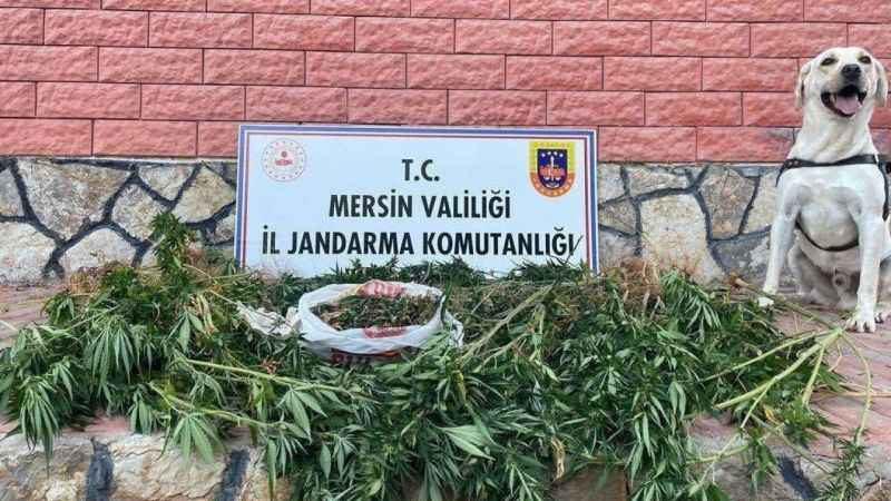 Mersin’de uyuşturucu operasyonu: 2 gözaltı