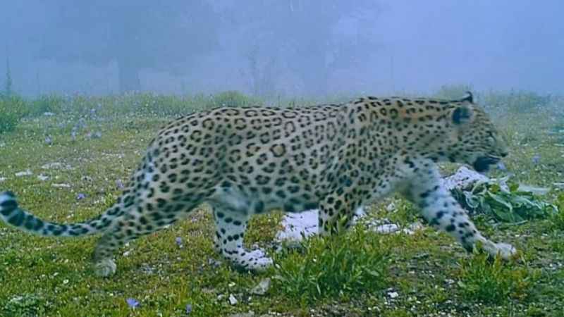 Anadolu parsı bir kez daha görüntülendi Anadolu parsı bir kez daha görüntülendi