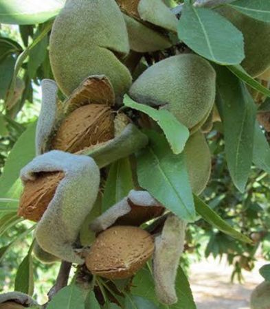 En sağlıklı besinler açıklandı! Bu besinleri mutlaka tüketin…