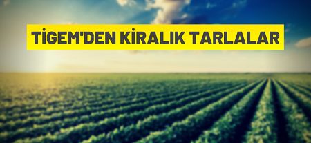 TİGEM 36 adet tarlayı ihale usulü ile kiraya verecektir