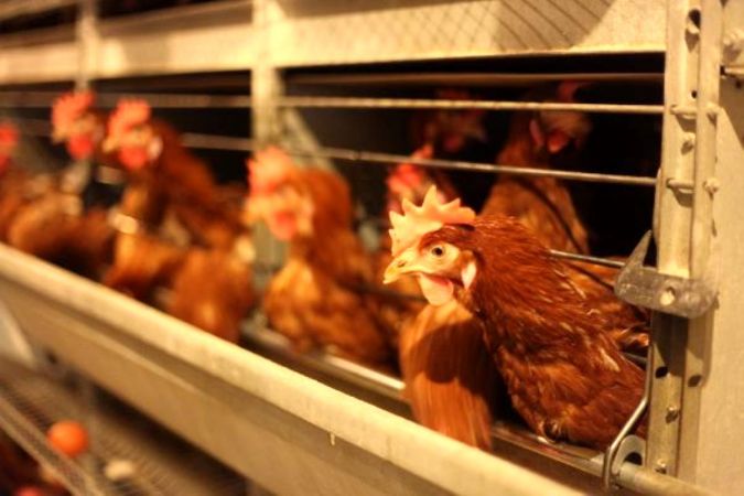 Cezaevinde günlük yaklaşık 49 bin yumurta üretiliyor