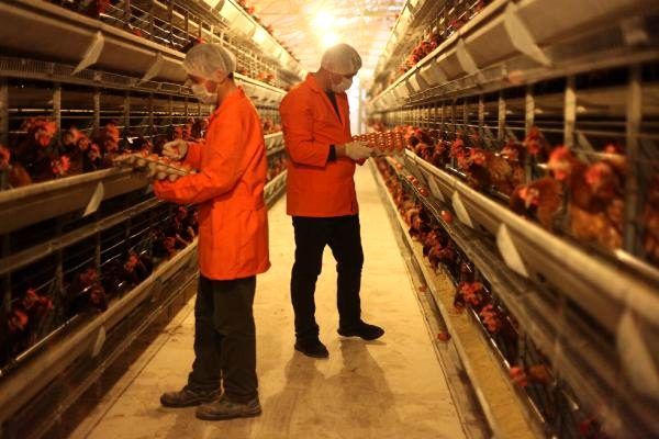 Cezaevinde günlük yaklaşık 49 bin yumurta üretiliyor