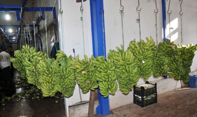 İthal muzu şu anda tamamen bitirmekteyiz’