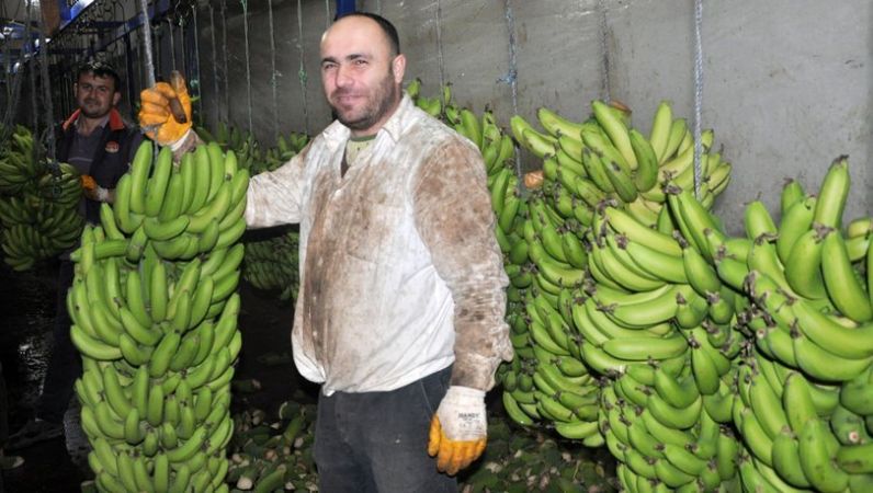 İthal muzu şu anda tamamen bitirmekteyiz’