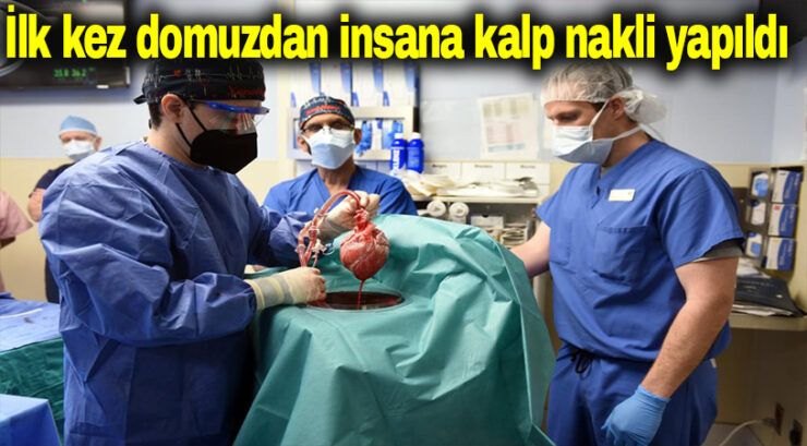 Domuzdan insana kalp nakli yapıldı