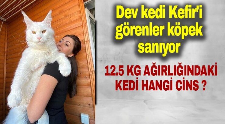 Görenler Köpek Sanıyor