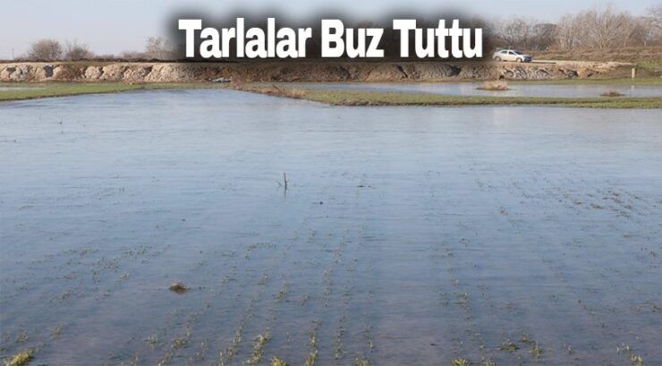 Soğuktan Tarlalar Buz Tuttu