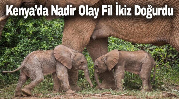 Fil İkiz Doğurdu