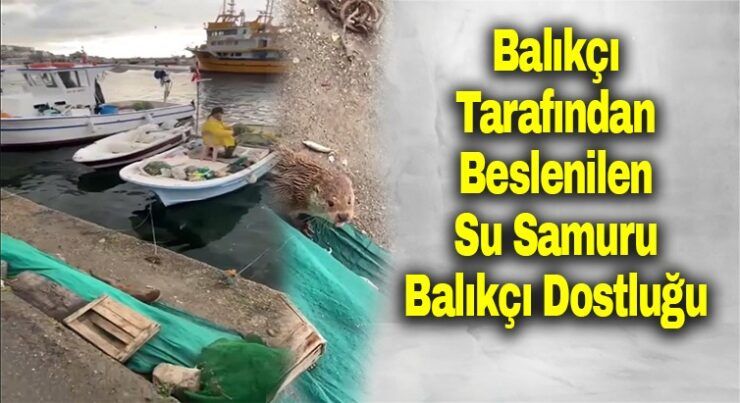 Su Samuru Balıkçı Dostluğu