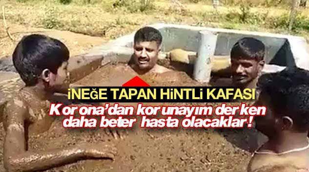 İneğe tapan Hintli kafası! Korona’ya karşı İnek pisliği ile yıkanıyorlar