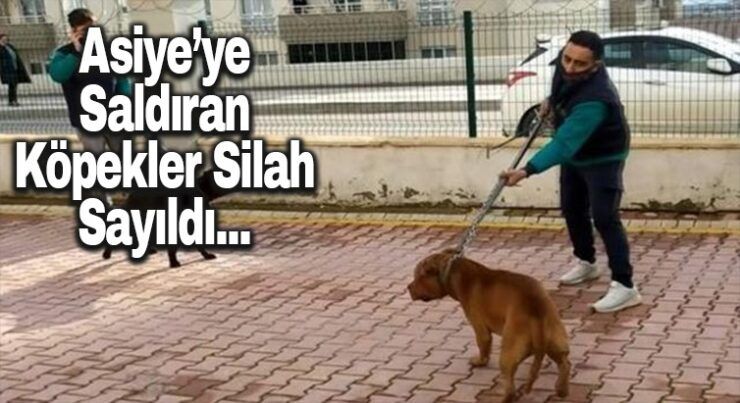 Pitbull Silah Sayıldı…