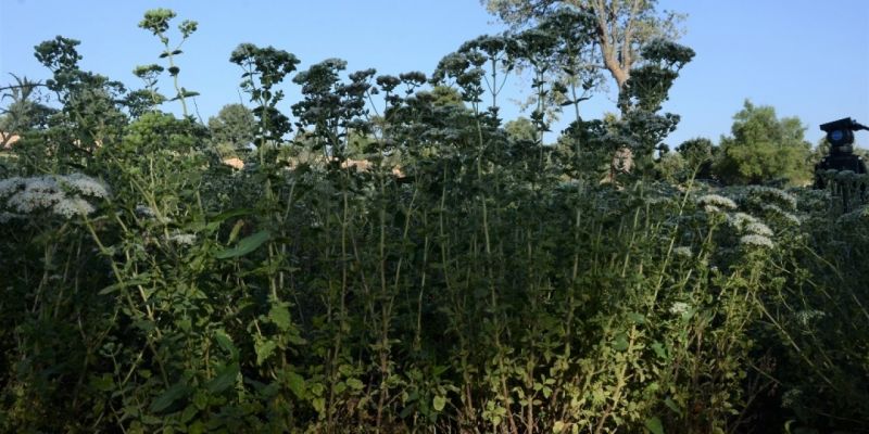 Denizli’de üretilen kekik 85 ülkeye ihracat ediliyor