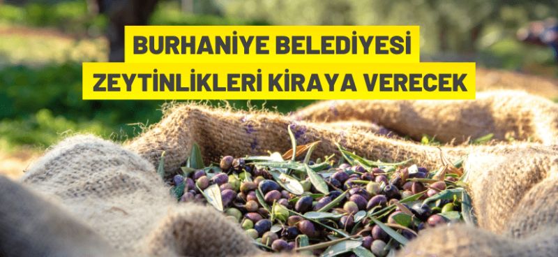 Burhaniye Belediyesi 3 adet zeytinliği kiraya verecek