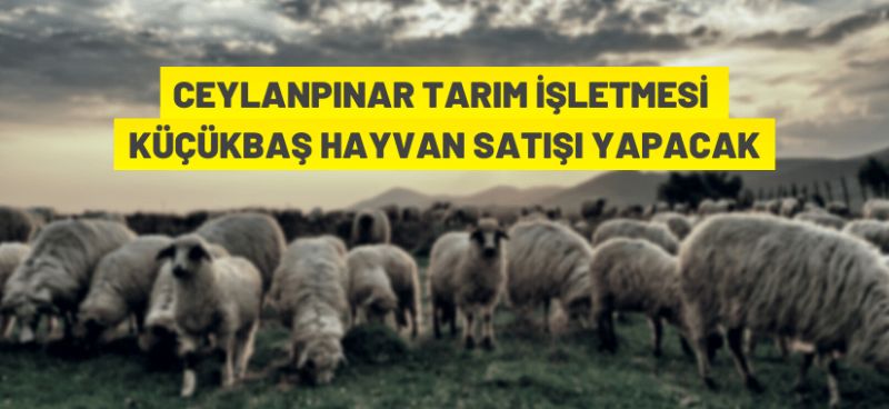 1200 baş reforme ivesi koyun 6 parti halinde açık arttırmayla satılacak