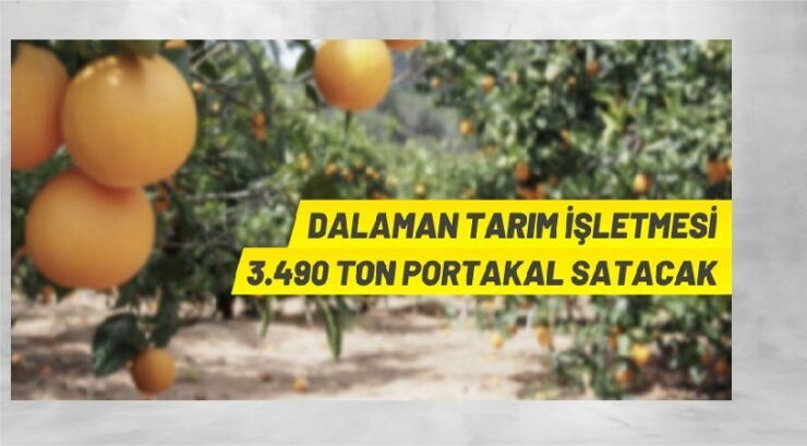 TİGEM 3.490 ton Valencia Portakal mahsulünü açık artırma ile satışa sunuyor