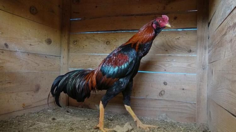 Aylık geliri 30 bin TL