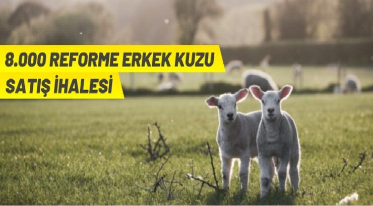 TİGEM’den kuzu satış ihalesi