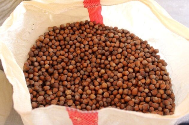 Fındık üreticilerine 70 milyonluk destek