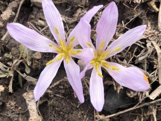 Kars’ta baharın müjdecisi kardelenler çiçek açtı