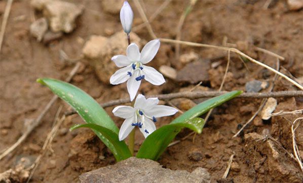 Türk Bilim İnsanı Keşfetti