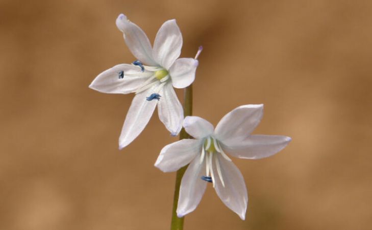 Türk Bilim İnsanı Keşfetti