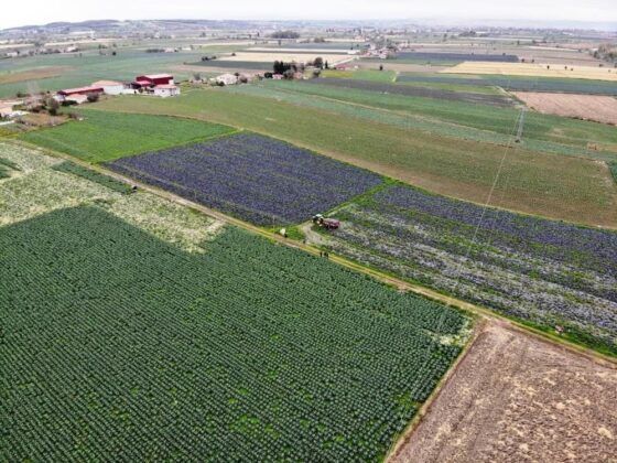 Türkiye’nin meyvesi, sebzesi ve yem bitkisi Samsun’dan