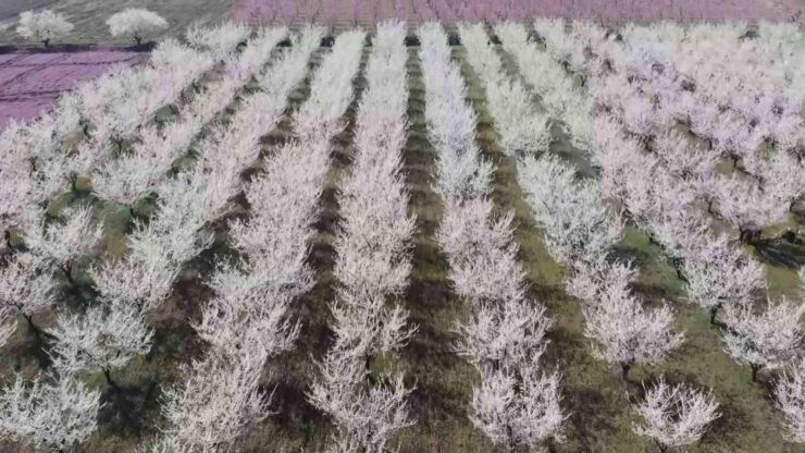 Çiçek açan meyve ağaçları kartpostallık görüntüler oluşturdu Çiçek açan meyve ağaçları kartpostallık görüntüler oluşturdu