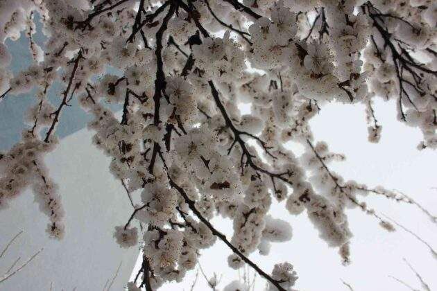 Erzurum’da çiçek açan meyve ağaçları kar altında kaldı