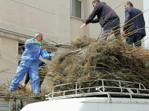 Bitlis’te 1 milyon meyve fidanı projesinin 2. etabı devam ediyor