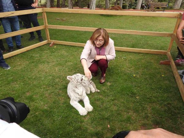 İstanbul’da ele geçirilen “Bengal Kaplanı” Gaziantep’e getirildi