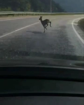 Yolunu şaşıran karaca karayoluna indi