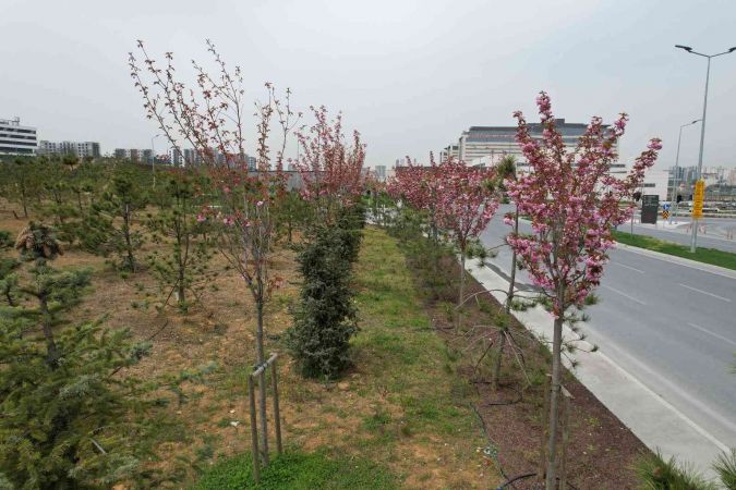 Şehir Hastanesi’nin çiçek açan sakuraları dron görüntülendi