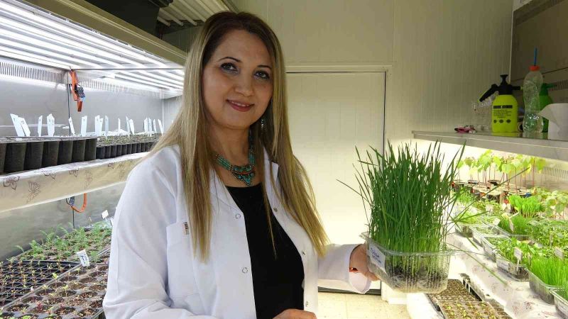 Sağlıklı beslenmede yeni trend bitkiler: ‘Mikroyeşiller’