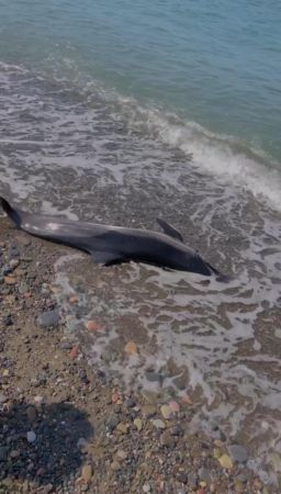 Kastamonu’da ölü yunus balığı sahile vurdu