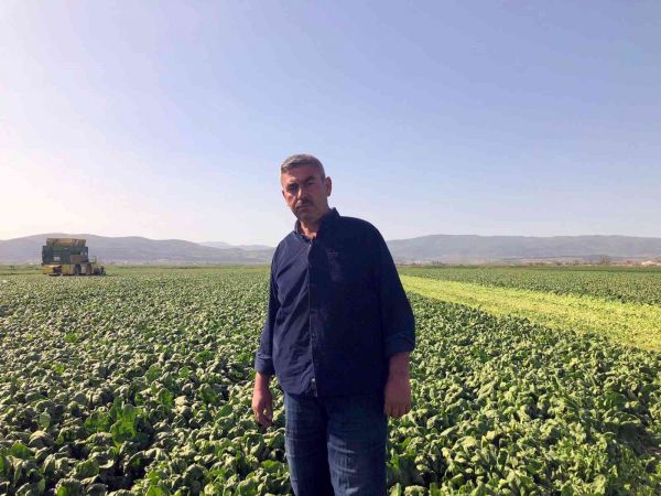 (Özel) Avrupa’nın ıspanağı Bursa’dan gidiyor