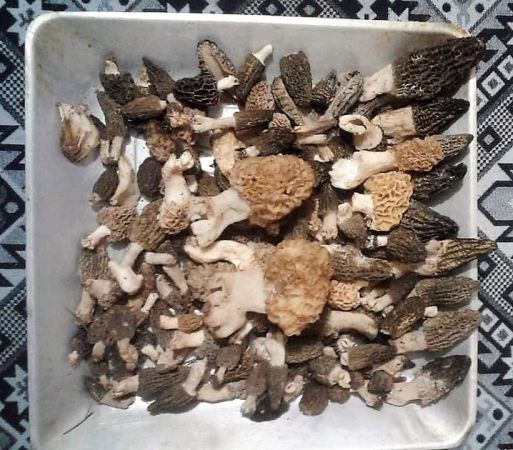 Kuzugöbeği avcıları bayramda iş başında